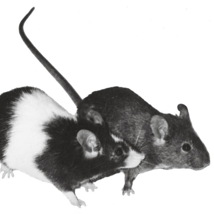 Black and white photo of lab mice from the laboratory of Beatrice Mintz, PhD.