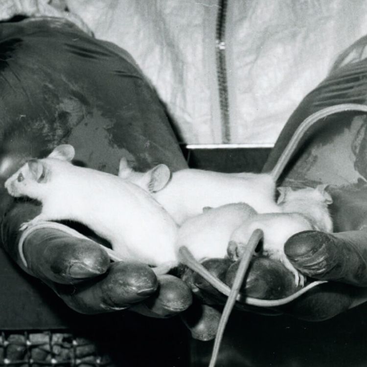 Black and white photo of gloved hands holding four white lab mice.